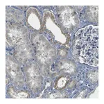 Merck Anti-PARD6B antibody produced in rabbit