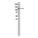 Merck Anti-SREBP1 Antibody, clone 2121