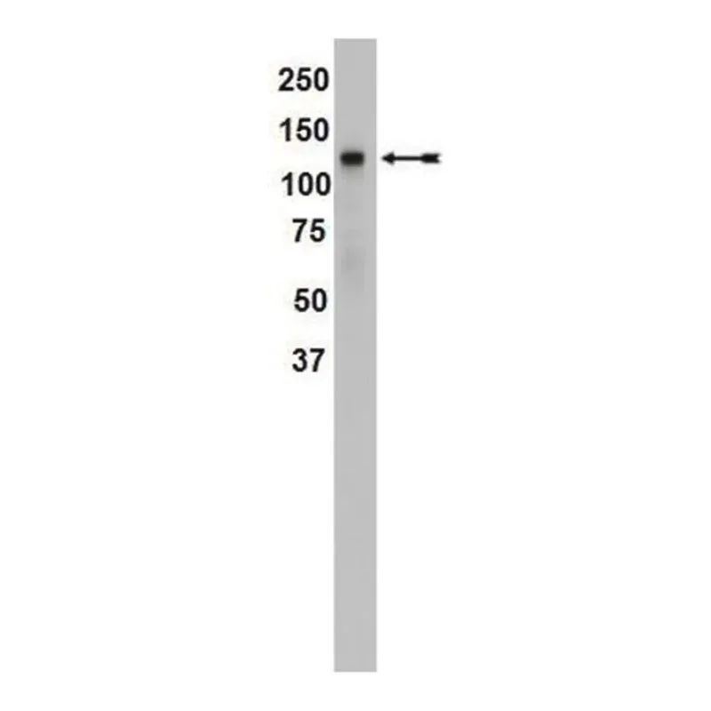 Merck Anti-SREBP1 Antibody, clone 2121