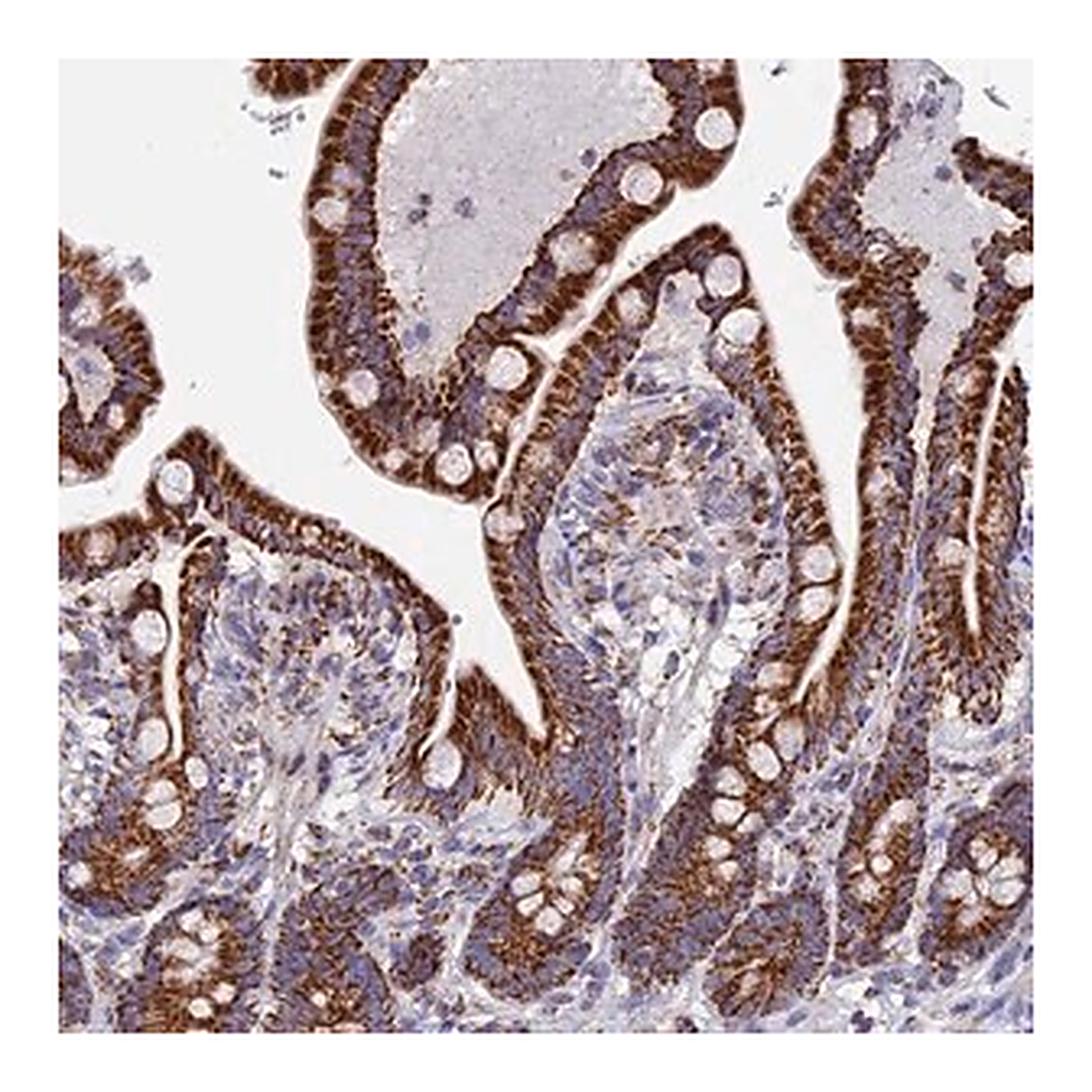 Merck Anti-NDUFA5 antibody produced in rabbit