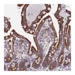 Merck Anti-NDUFA5 antibody produced in rabbit