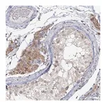 Merck Anti-LACTB antibody produced in rabbit