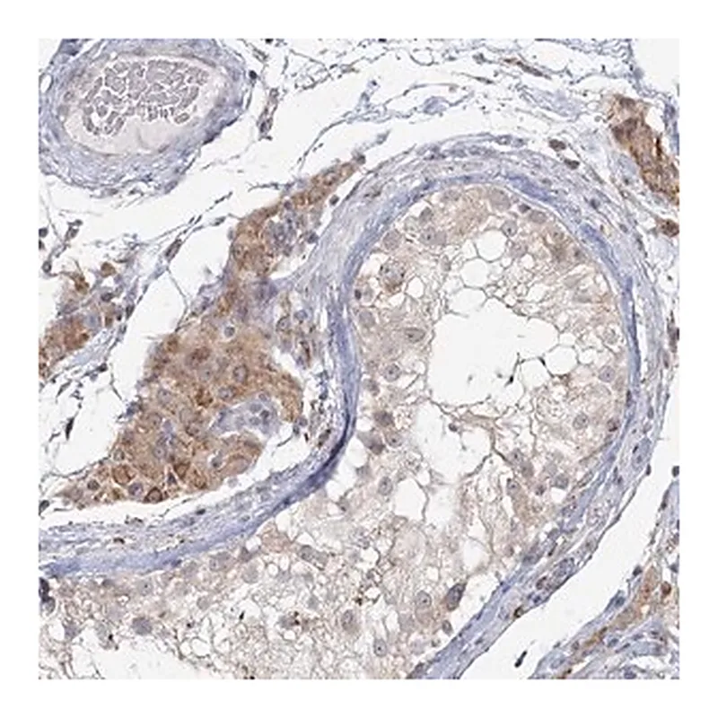 Merck Anti-LACTB antibody produced in rabbit