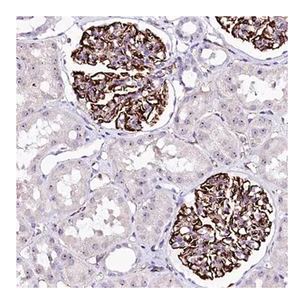 Merck Anti-SFR1 antibody produced in rabbit