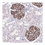 Merck Anti-SFR1 antibody produced in rabbit