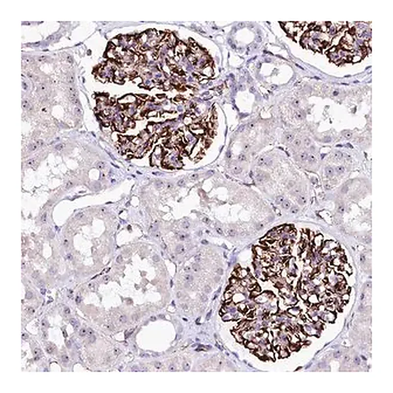 Merck Anti-SFR1 antibody produced in rabbit