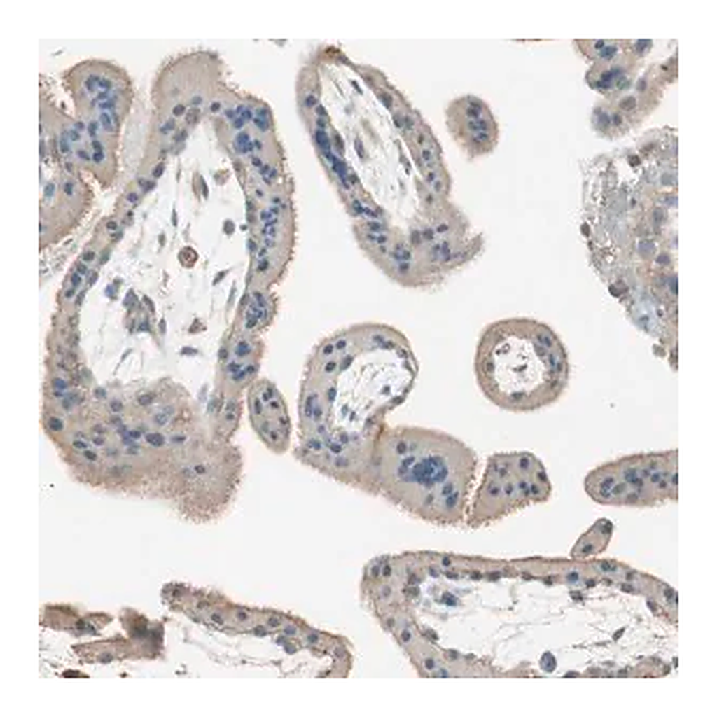 Merck Anti-ITGBL1 antibody produced in rabbit