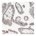 Merck Anti-ITGBL1 antibody produced in rabbit