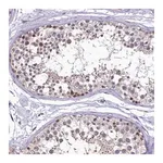 Merck Anti-LATS2 antibody produced in rabbit