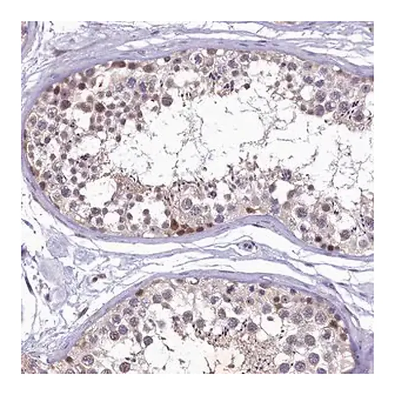 Merck Anti-LATS2 antibody produced in rabbit