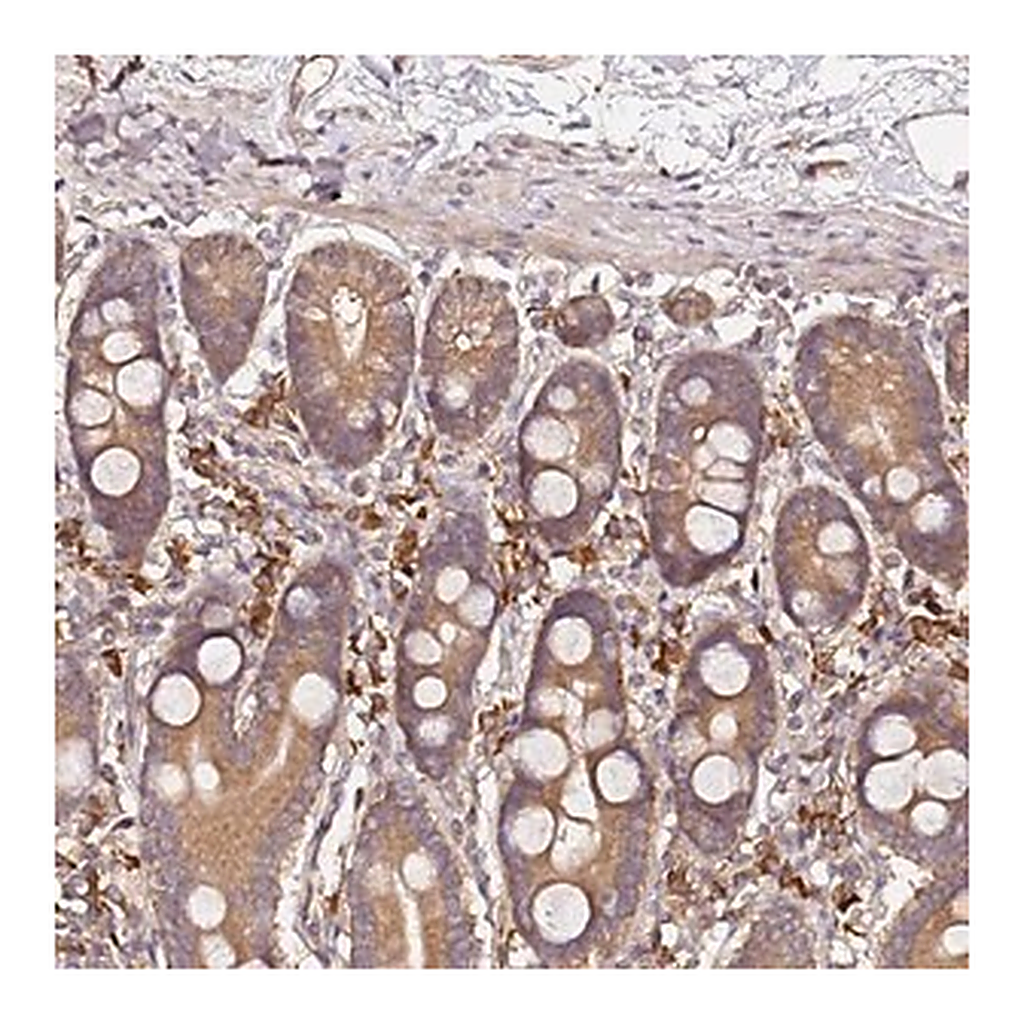 Merck Anti-C6ORF136 antibody produced in rabbit