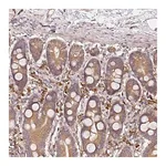 Merck Anti-C6ORF136 antibody produced in rabbit