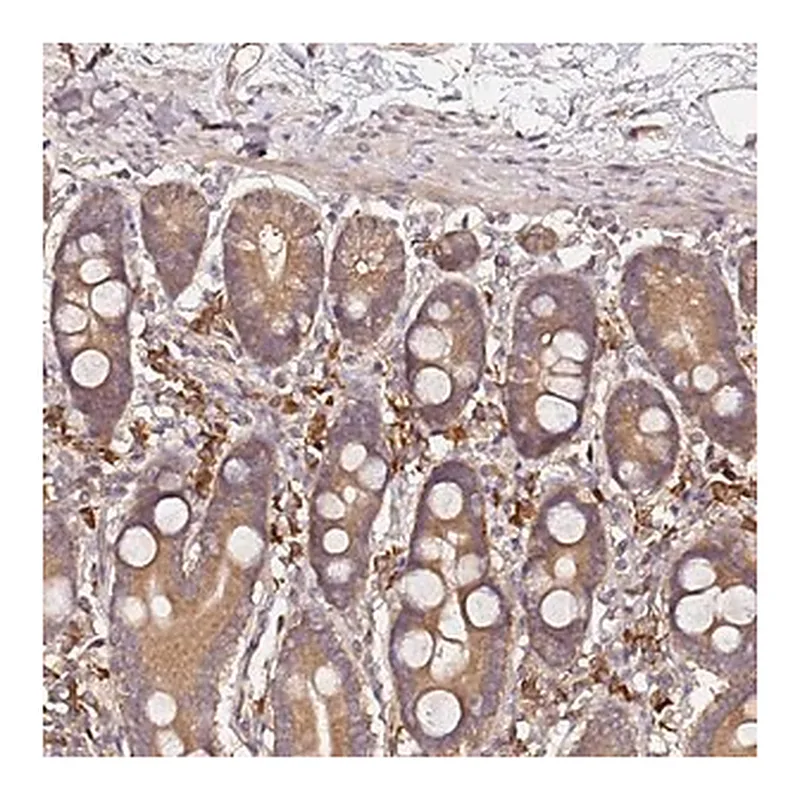 Merck Anti-C6ORF136 antibody produced in rabbit