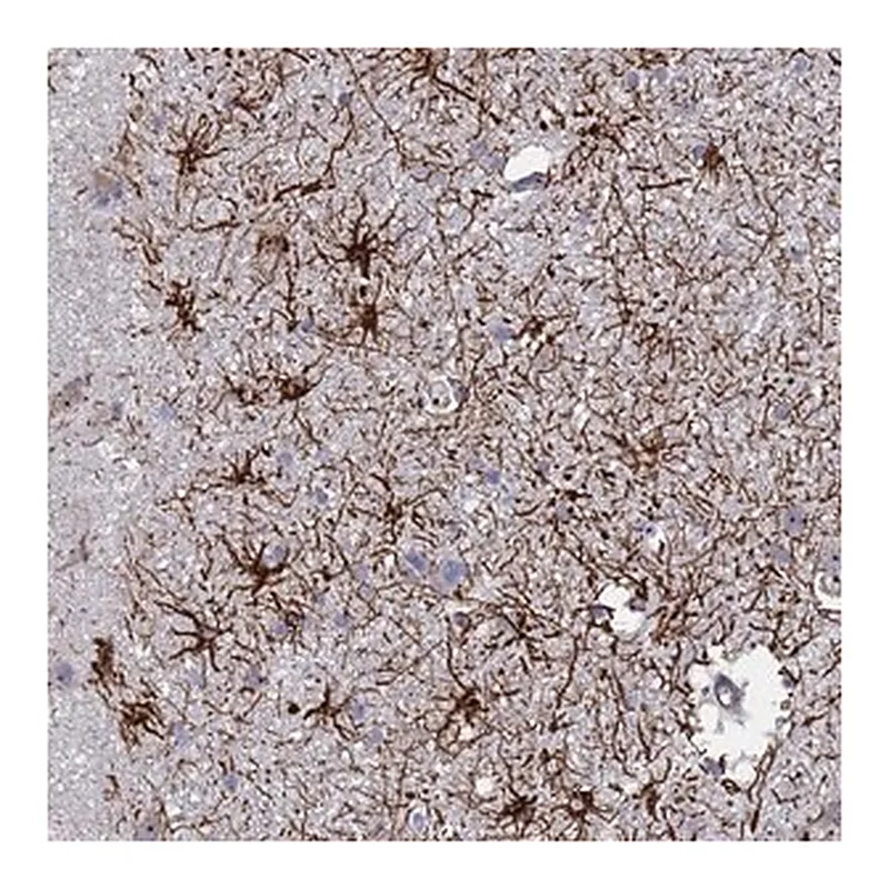 Merck Anti-SYT13 antibody produced in rabbit