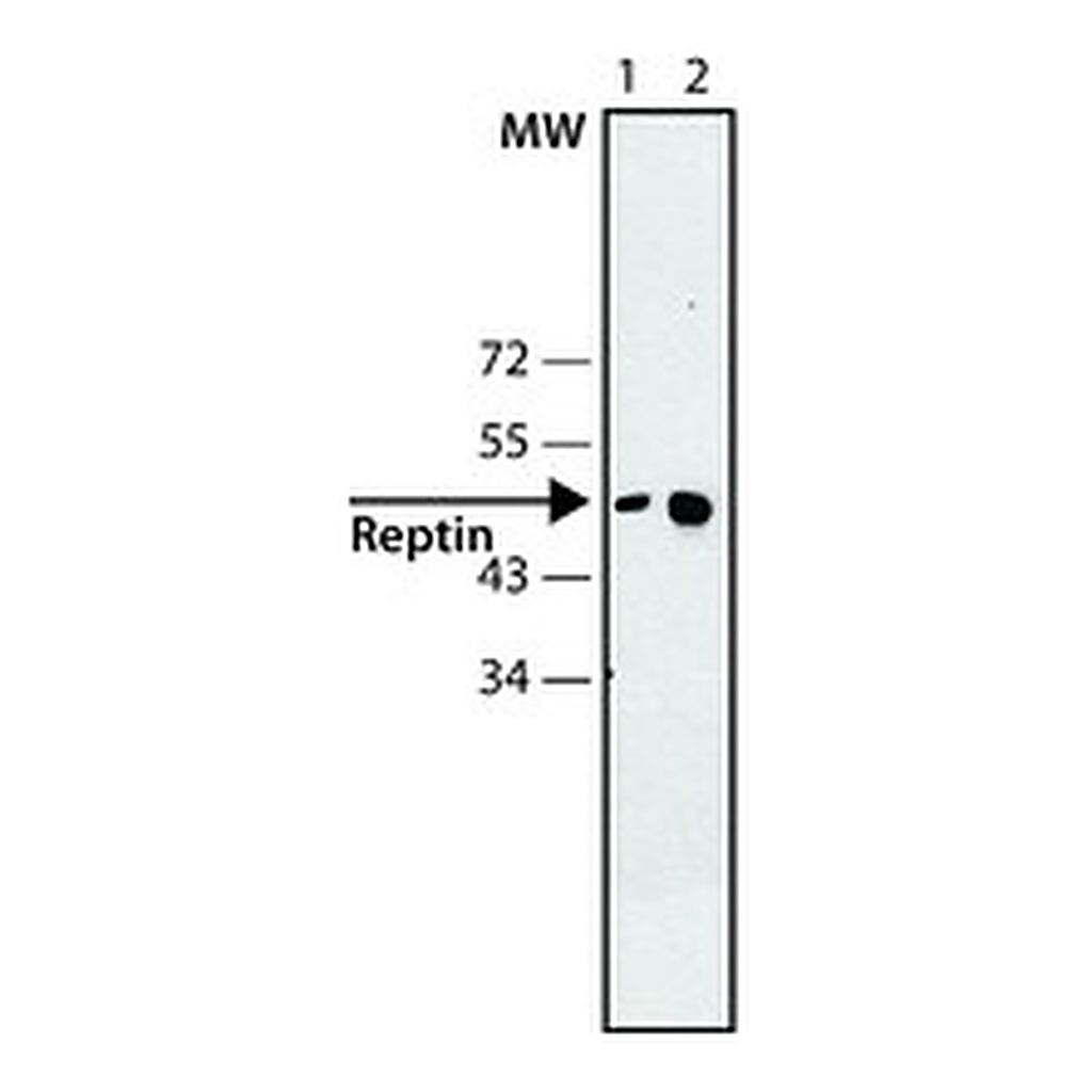Merck Anti-Reptin antibody, Mouse monoclonal