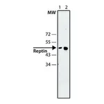 Merck Anti-Reptin antibody, Mouse monoclonal