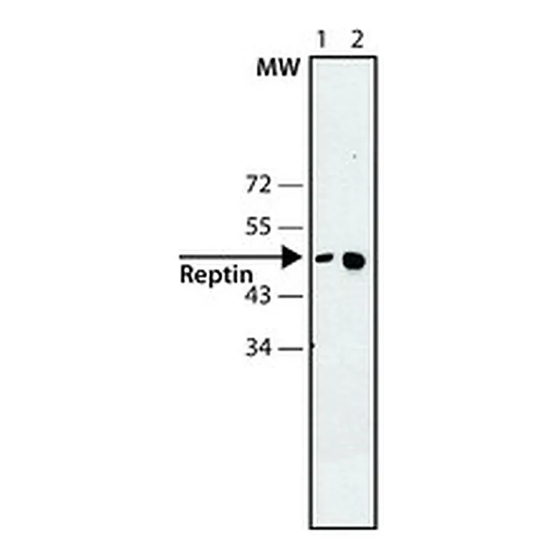 Merck Anti-Reptin antibody, Mouse monoclonal