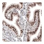 Merck Monoclonal Anti-ARID1A antibody produced in mouse