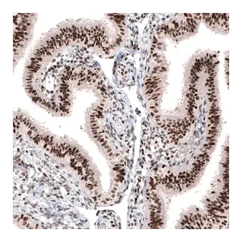 Merck Monoclonal Anti-ARID1A antibody produced in mouse