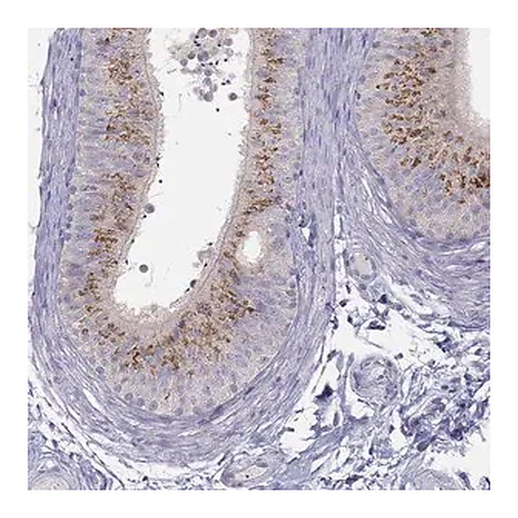 Merck Anti-MGAT4C antibody produced in rabbit