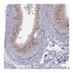 Merck Anti-MGAT4C antibody produced in rabbit