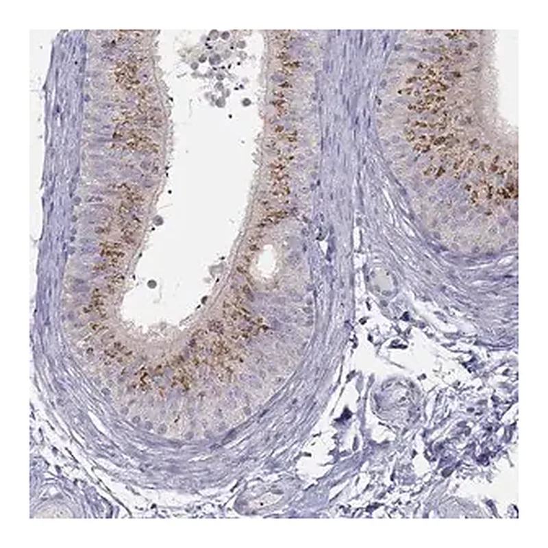 Merck Anti-MGAT4C antibody produced in rabbit
