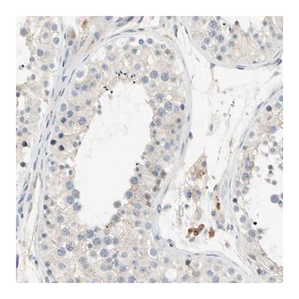 Merck Anti-GAS6 antibody produced in rabbit