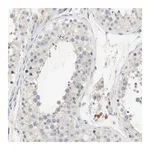 Merck Anti-GAS6 antibody produced in rabbit