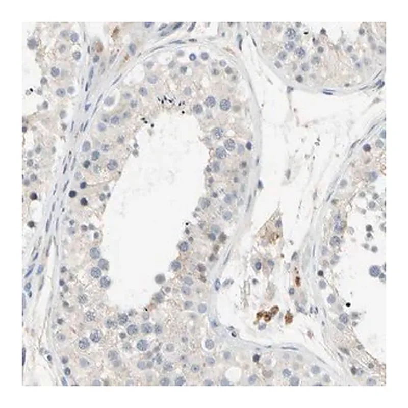 Merck Anti-GAS6 antibody produced in rabbit