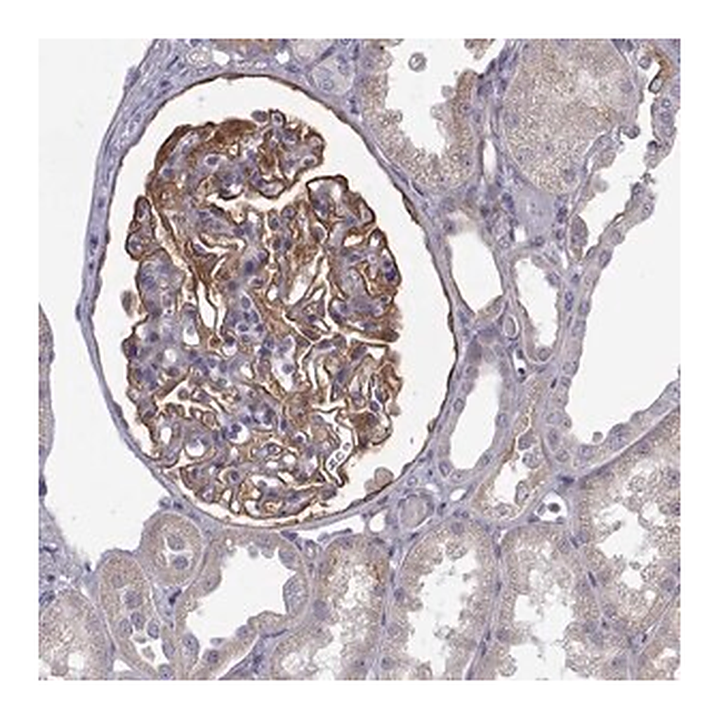 Merck Anti-NPR3 antibody produced in rabbit