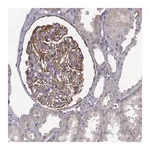 Merck Anti-NPR3 antibody produced in rabbit