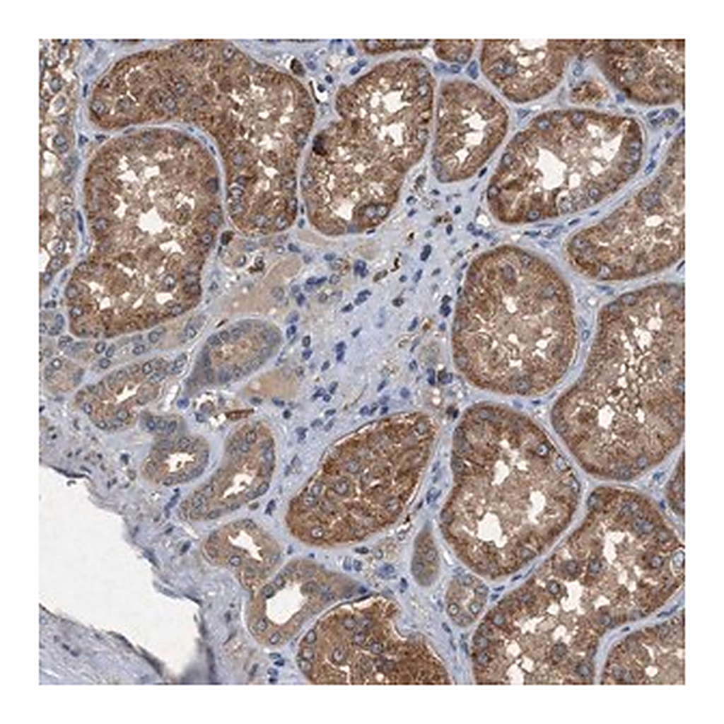 Merck ANTI-CDK15 antibody produced in rabbit