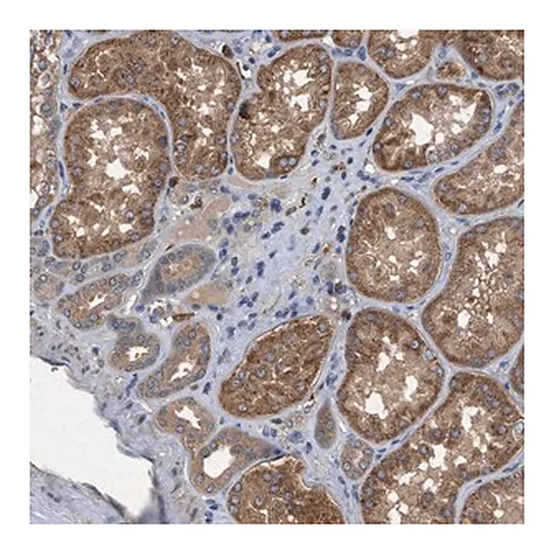 Merck ANTI-CDK15 antibody produced in rabbit