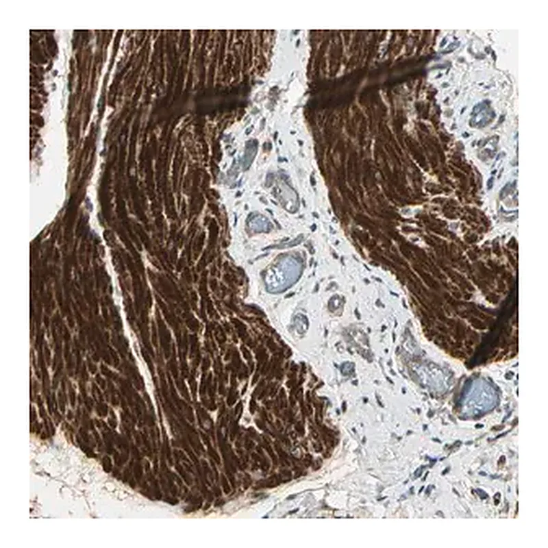 Merck Anti-ACVR1 antibody produced in rabbit