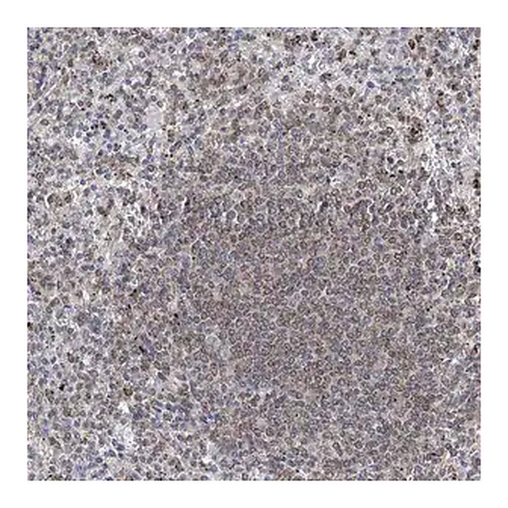 Merck Anti-MX2 antibody produced in rabbit