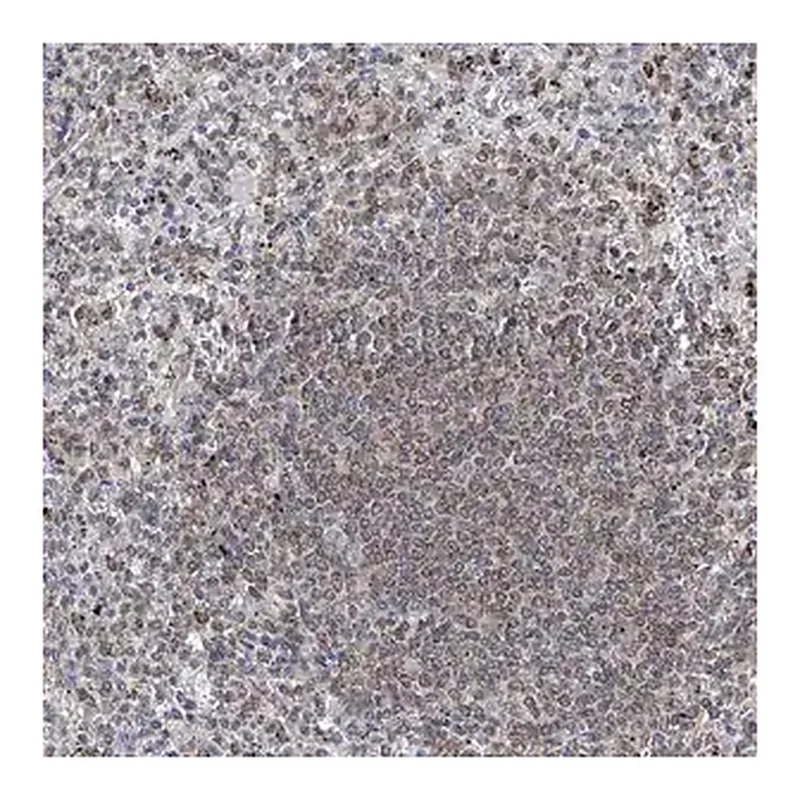 Merck Anti-MX2 antibody produced in rabbit