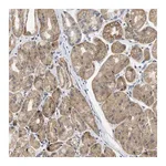 Merck Anti-TMED1 antibody produced in rabbit