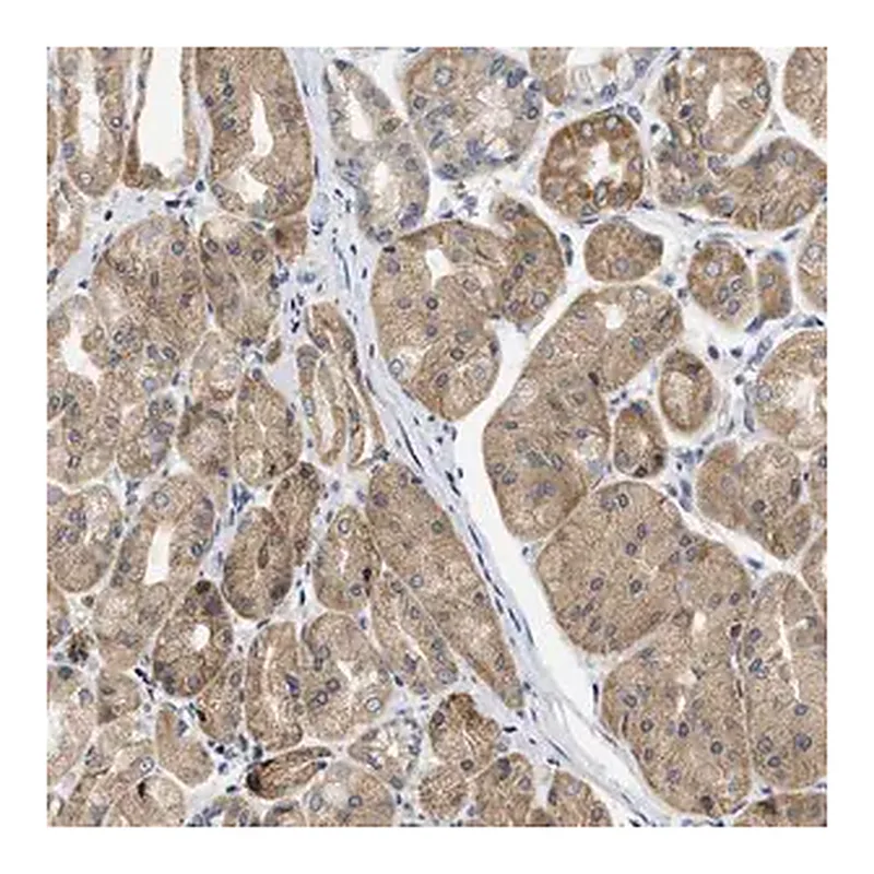Merck Anti-TMED1 antibody produced in rabbit