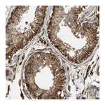 Merck Anti-BEX3 antibody produced in rabbit
