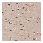 Merck Anti-ABLIM3 antibody produced in rabbit
