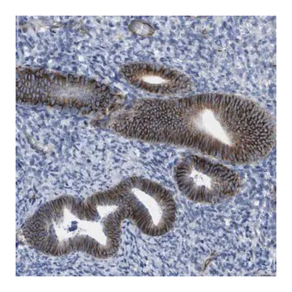 Merck Anti-GJD2 antibody produced in rabbit