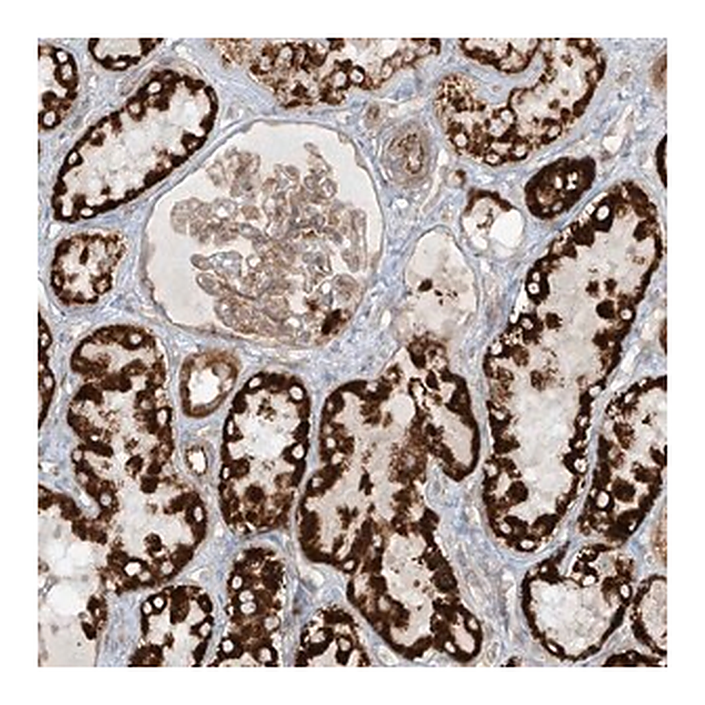 Merck Anti-EIF5B antibody produced in rabbit