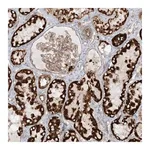 Merck Anti-EIF5B antibody produced in rabbit