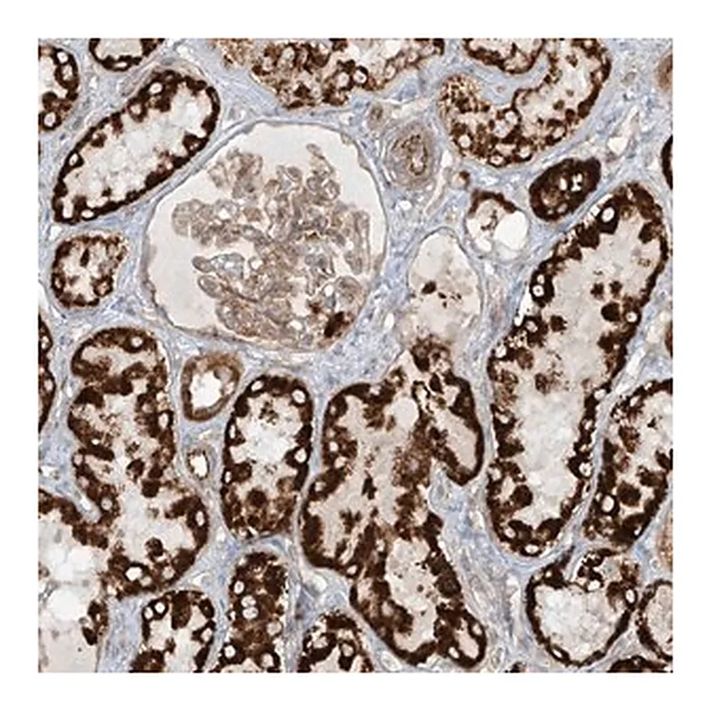 Merck Anti-EIF5B antibody produced in rabbit