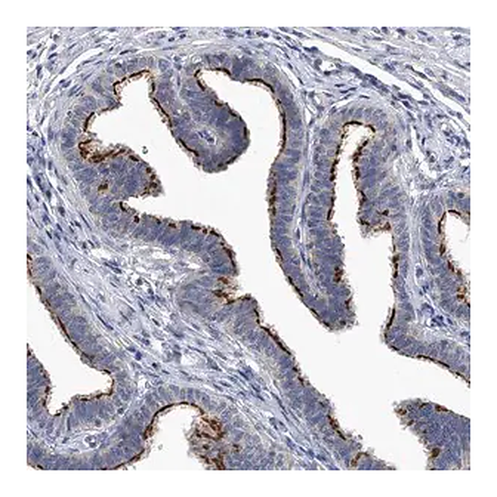 Merck Anti-CHRNA3 antibody produced in rabbit