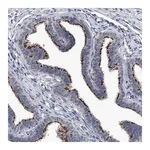 Merck Anti-CHRNA3 antibody produced in rabbit