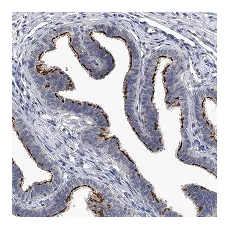 Merck Anti-CHRNA3 antibody produced in rabbit