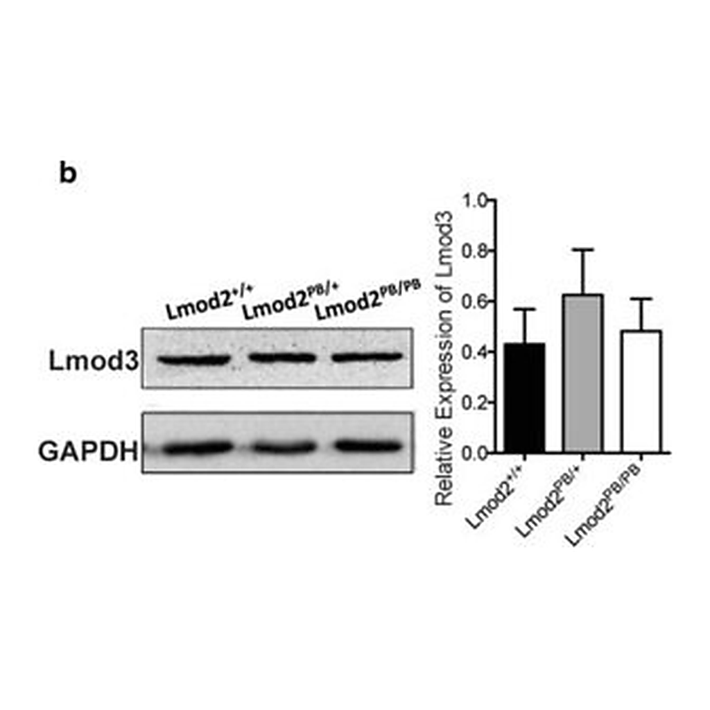 Merck Anti-LMOD3 antibody produced in rabbit