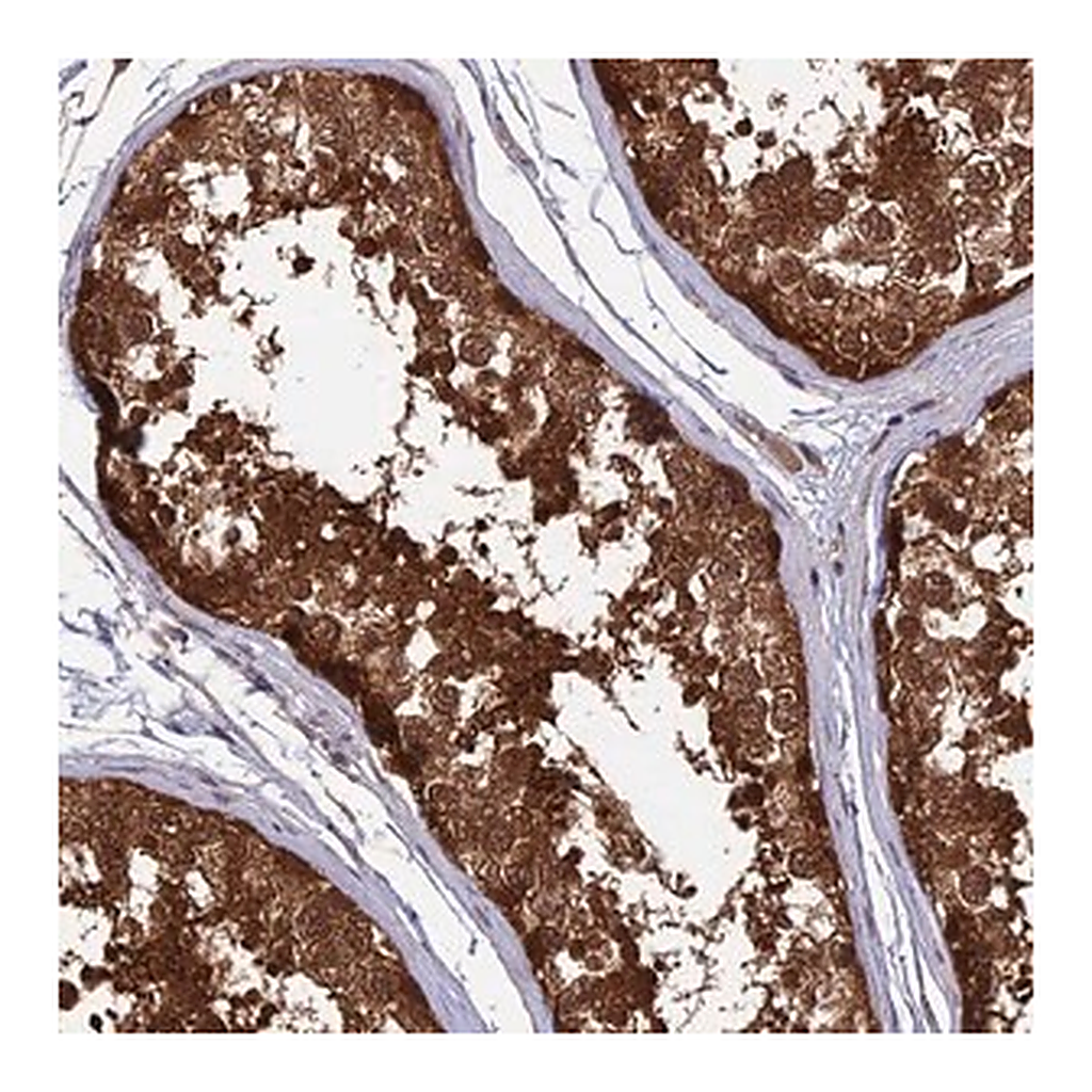 Merck Anti-LCMT1 antibody produced in rabbit