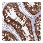 Merck Anti-LCMT1 antibody produced in rabbit